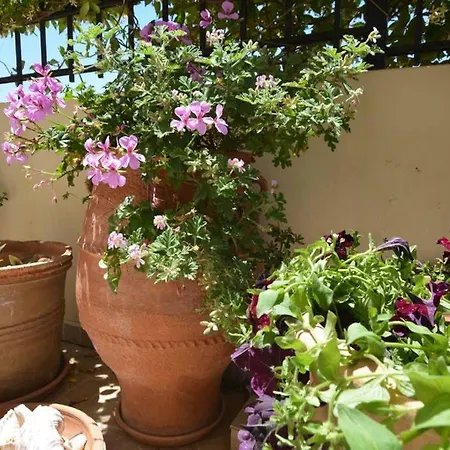 Olive Oil Apartman