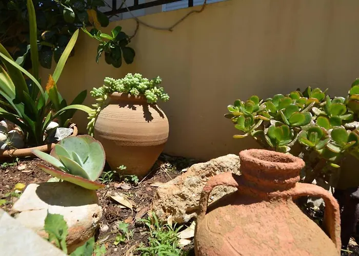 Olive Oil הרסוניסוס