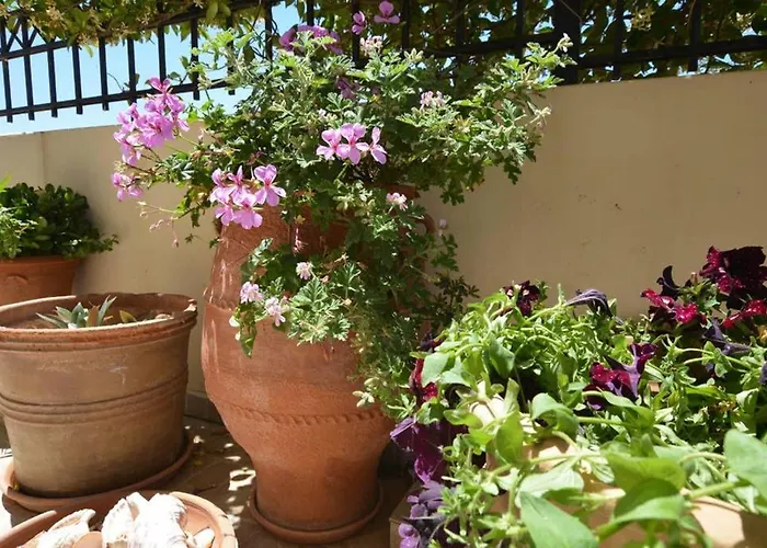 Olive Oil Appartement